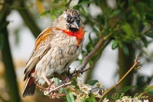 Southern Red Bishop in transit plumage