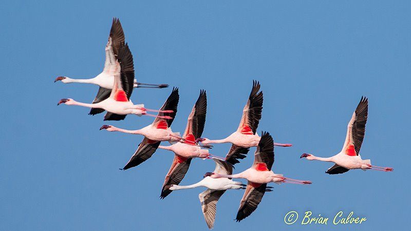 Lesser Flamingo Adult and Juvenile - Kamfers Dam