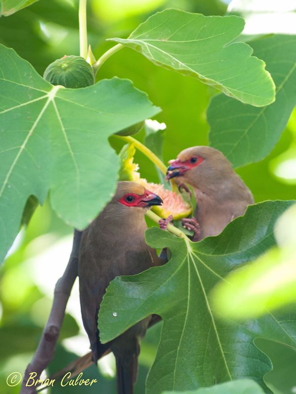 Red-faced Mousebirds raiding our Figs