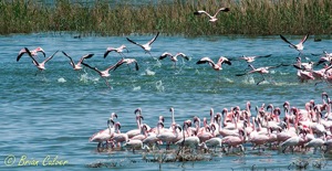 Lesser Flamingo - Kamfers Dam, Kimberley