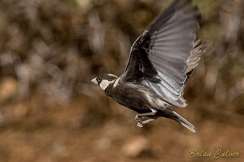 Grey-backed Sparrowlark