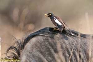 Common Myna on a Wildebeest