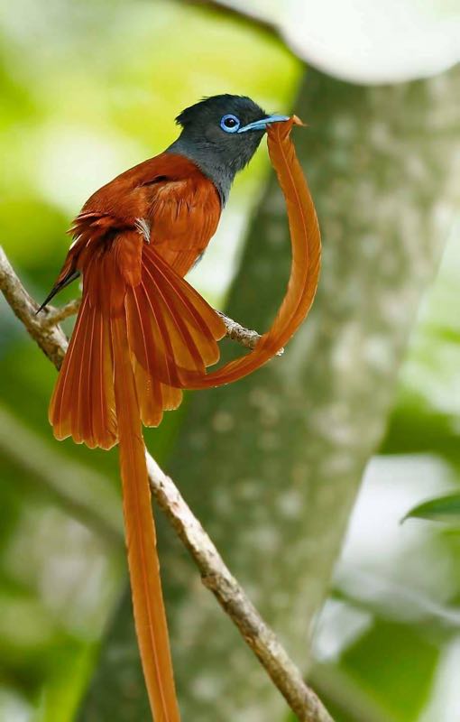 African Paradise-Flycatcher 