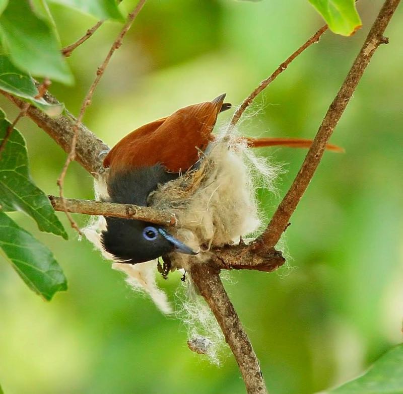 African Paradise-Flycatcher building nest
