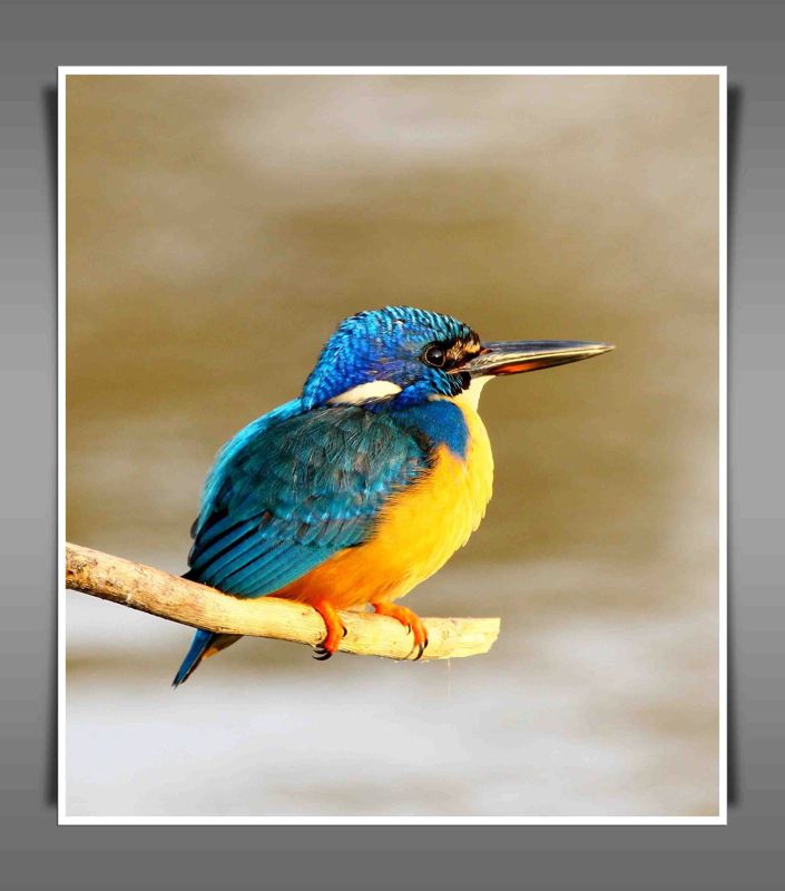 Half-collared Kingfisher