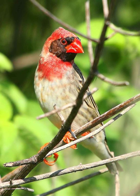 Red-billed Quelea