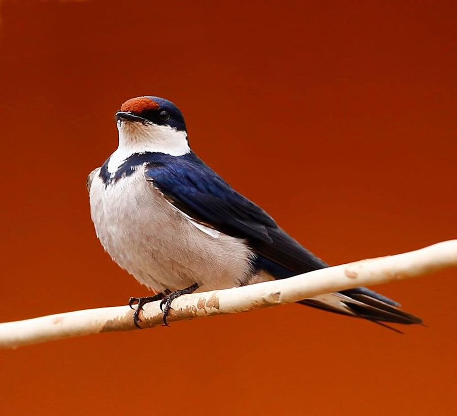 >White-throated Swallow