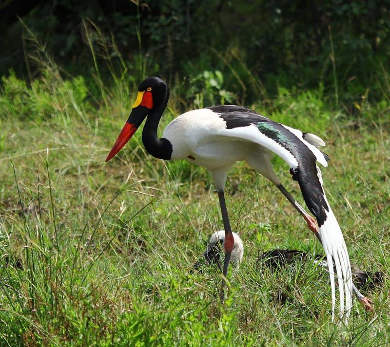 Saddle-billed Stork with chick
