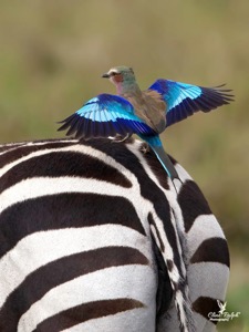 Lilac Breasted Roller perching on the back of a Zebra