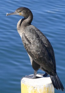 White-breasted Cormorant imm