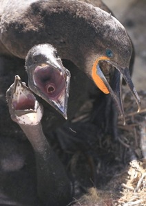 Cape Cormorant at nest