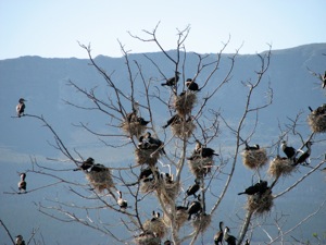 White-Breasted Cormorant 