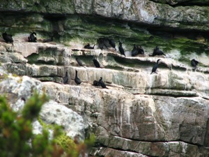 Cape Cormorants breed here