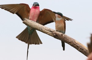 Southern Carmine Bee-eater with junior
