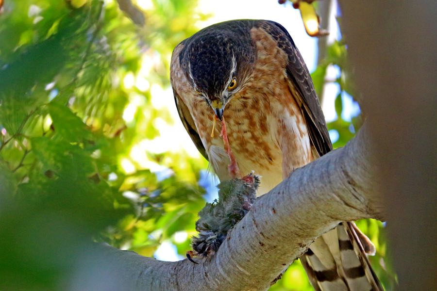 Rufous-chested Sparrowhawk