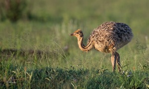 Common Ostrich juvenile