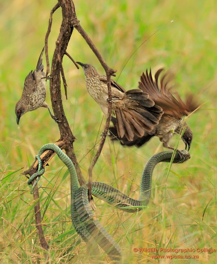 The battle of the boomslang