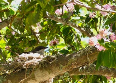 Mme Fiscal Flycatcher on her nest in Pompom Tree