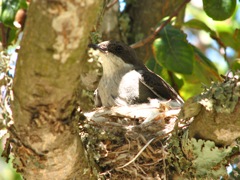 Fiscal Flycatcher on her nest