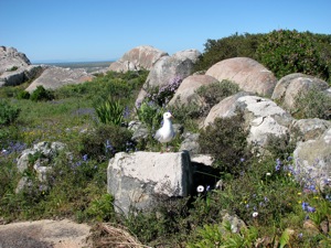 Hartlaub's Gull at Postberg