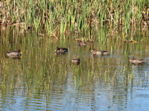 A batch of happy ducks