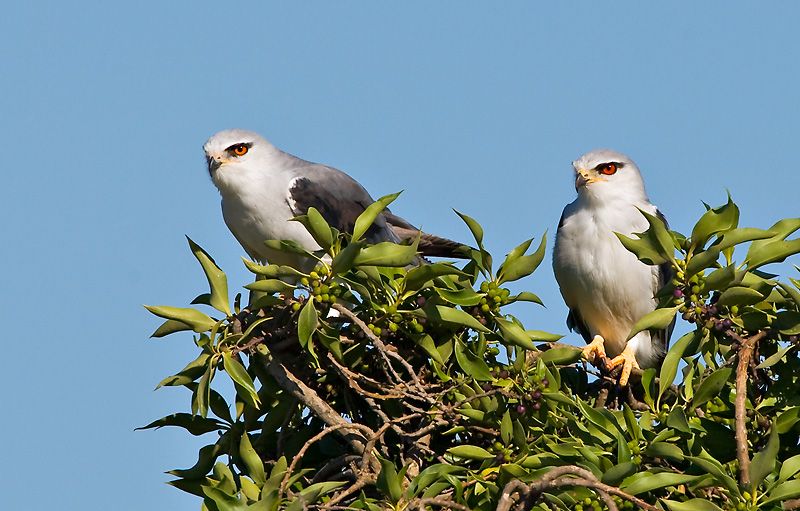 Black-shouldered Kite pair