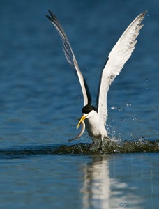 Swift Tern with long fish