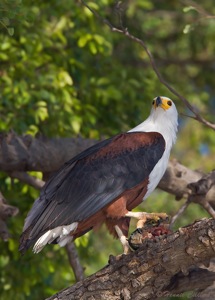 African Fish-Eagle  fish head on perch