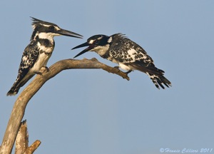 Pied Kingfisher pair