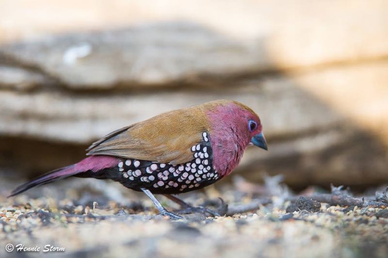 Pink-throated Twinspot