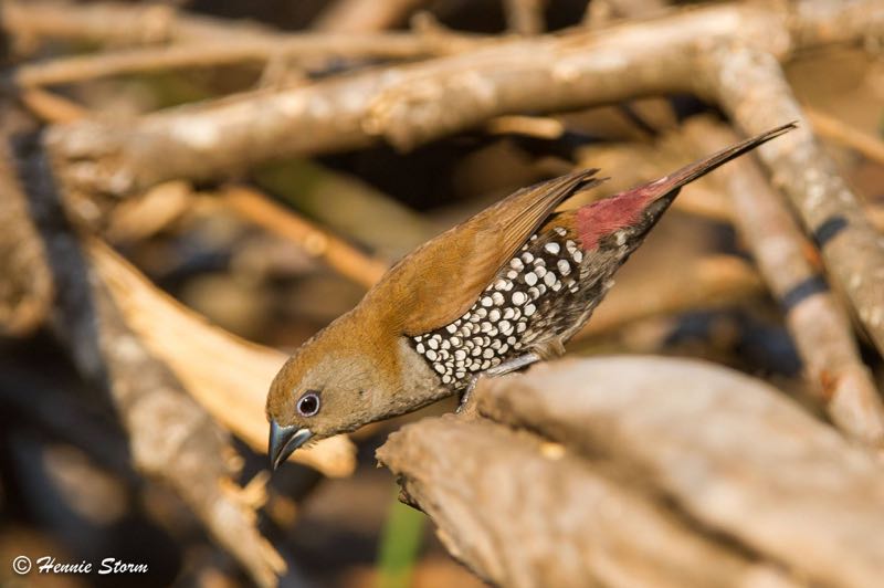 Pink-throated Twinspot f