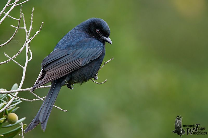 Fork-tailed Drongo 