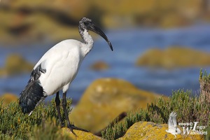 African Sacred Ibis imm.