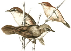 Lesser Swamp-Warbler,  Little Rush-Warbler and African Reed-Warbler