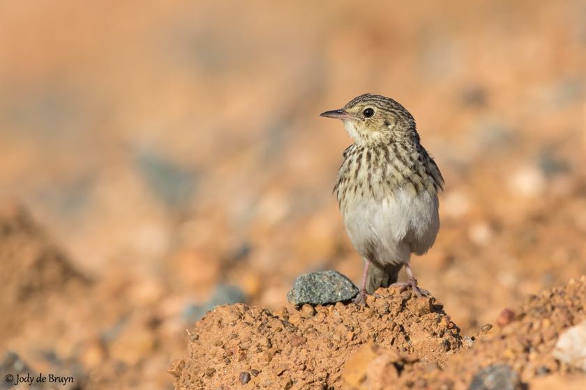 Short-tailed Pipit