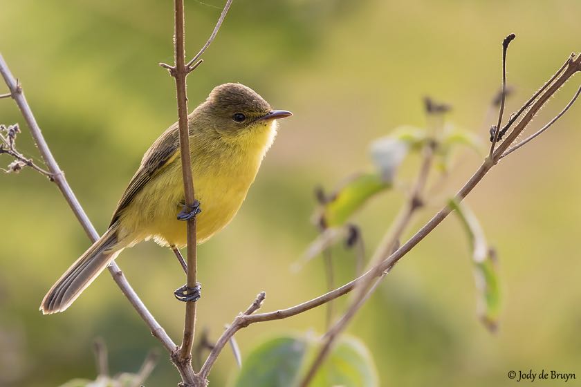 Dark-capped Yellow Warbler