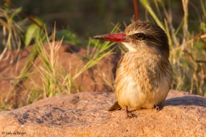 Brown-hooded Kingfisher 