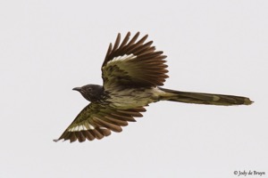 Levaillant's Cuckoo 
