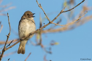 Brown-backed Honeybird
