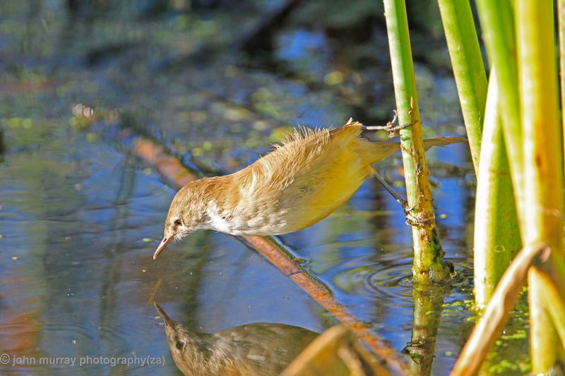 Lesser Swamp-Warbler