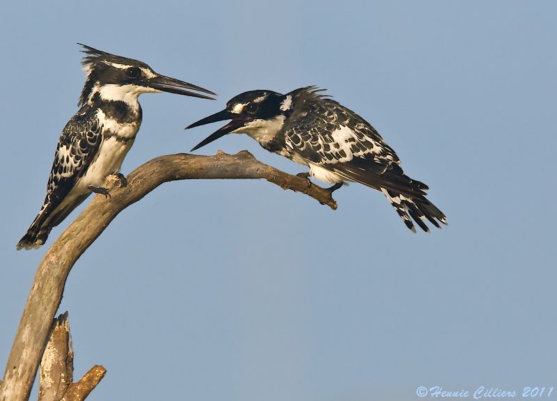 Pied Kinfisher pair