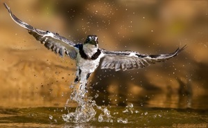 Pied Kingfisher Dive