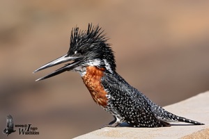 Giant Kingfisher male