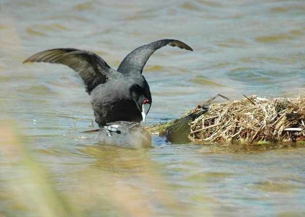Red-Knobbed Coot