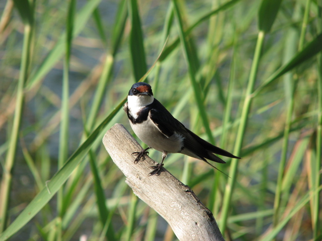 White-Throated Swallow