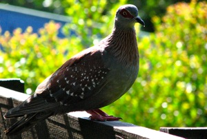 Speckled Pigeon - the boss on this balcony