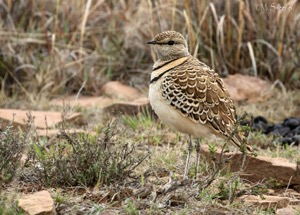 Double Banded Courser