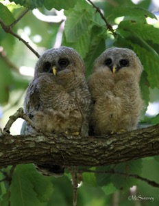 African Wood-Owl (Juv)