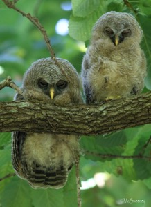 Wood Owl chicks