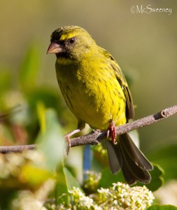 Forest Canary